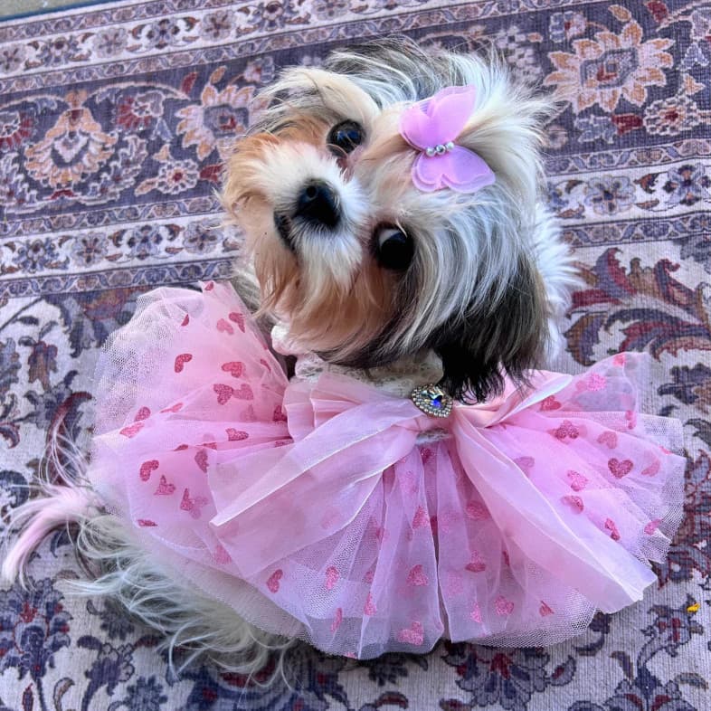 A fluffy black, white and tan shih tzu wearing a pink heart-patterned dress and pink butterfly bow while tilting her head on a patterned rug.