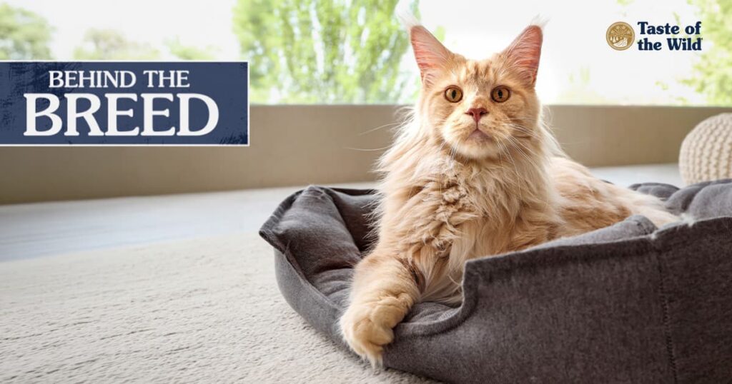 A fluffy ginger Maine coon cat lying comfortably in a gray cat bed.
