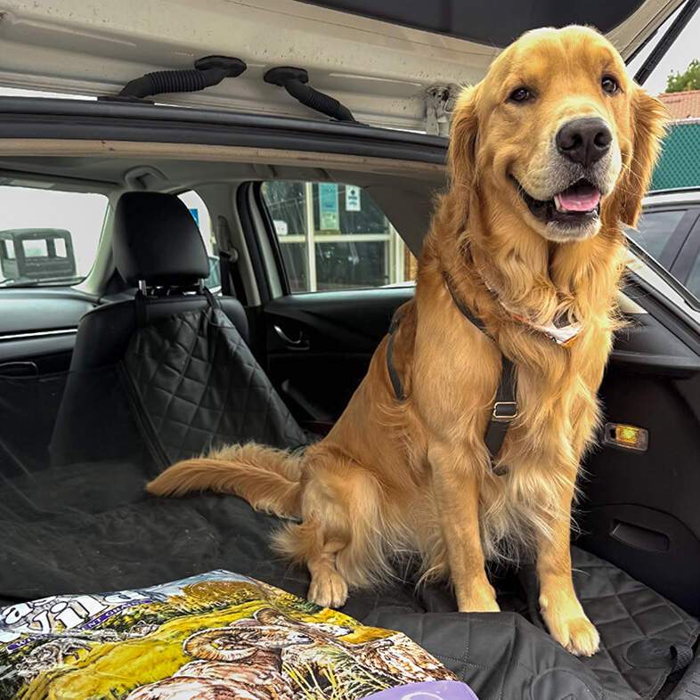 A golden retriever dog sitting in the open hatch of a car next to a bag of Ancient Mountain Canine Recipe with Roasted Lamb.