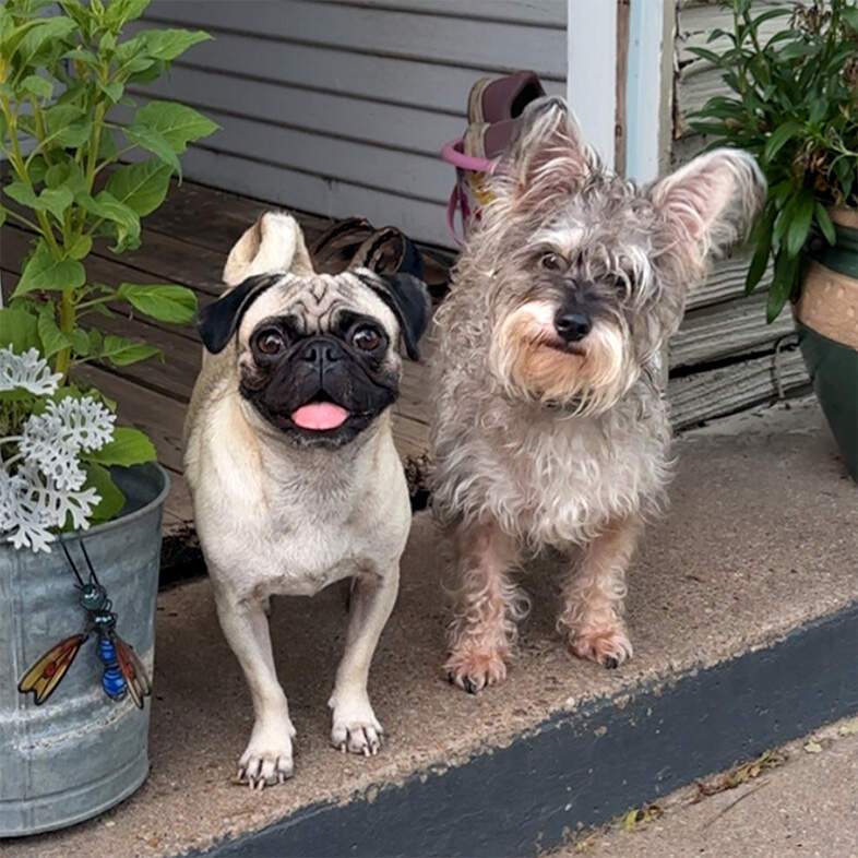 A pug and a scruffy gray terrier standing together on front porch steps surrounded by potted plants.