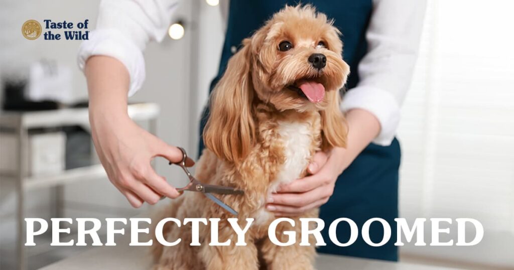 A small, light brown dog getting its hair cut with scissors by a professional groomer.