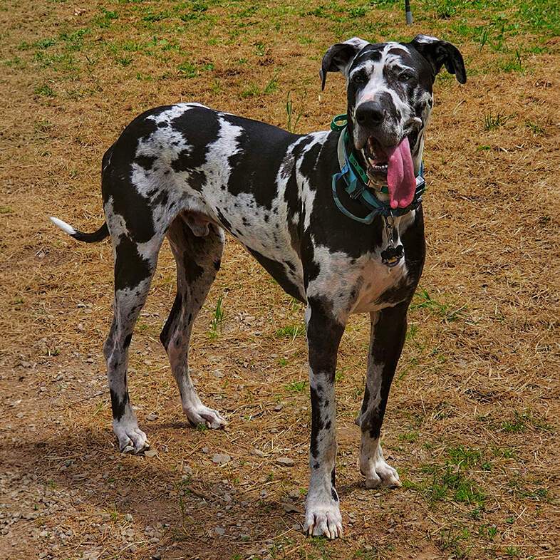 A white and black Harlequin-patterned Great Dane panting with its long tongue out while standing outside on a sunny day.
