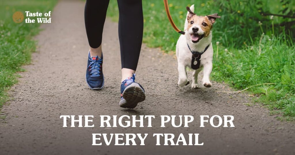 A cheerful Jack Russell terrier wearing a black harness and leash while jogging on a dirt path next to a runner wearing blue sneakers and black leggings.