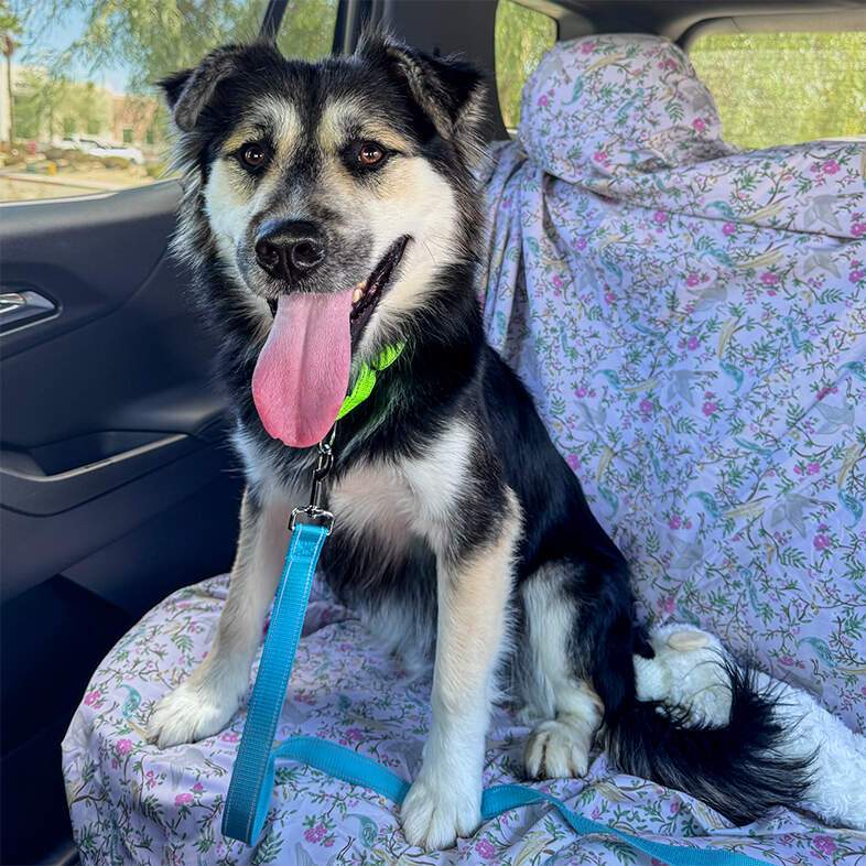 A close-up of a black and tan dog sitting in the backseat of a car smiling and panting with its tongue out.