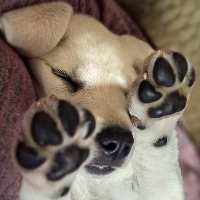 A close-up of a small white labrador retriever puppy lying on its side on a soft pillow using its front paws to shield its eyes from the sun.