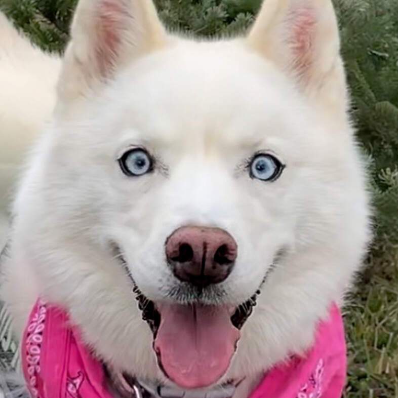 A close-up of a white Siberian husky dog with blue eyes smiling while wearing a bright pink bandana.