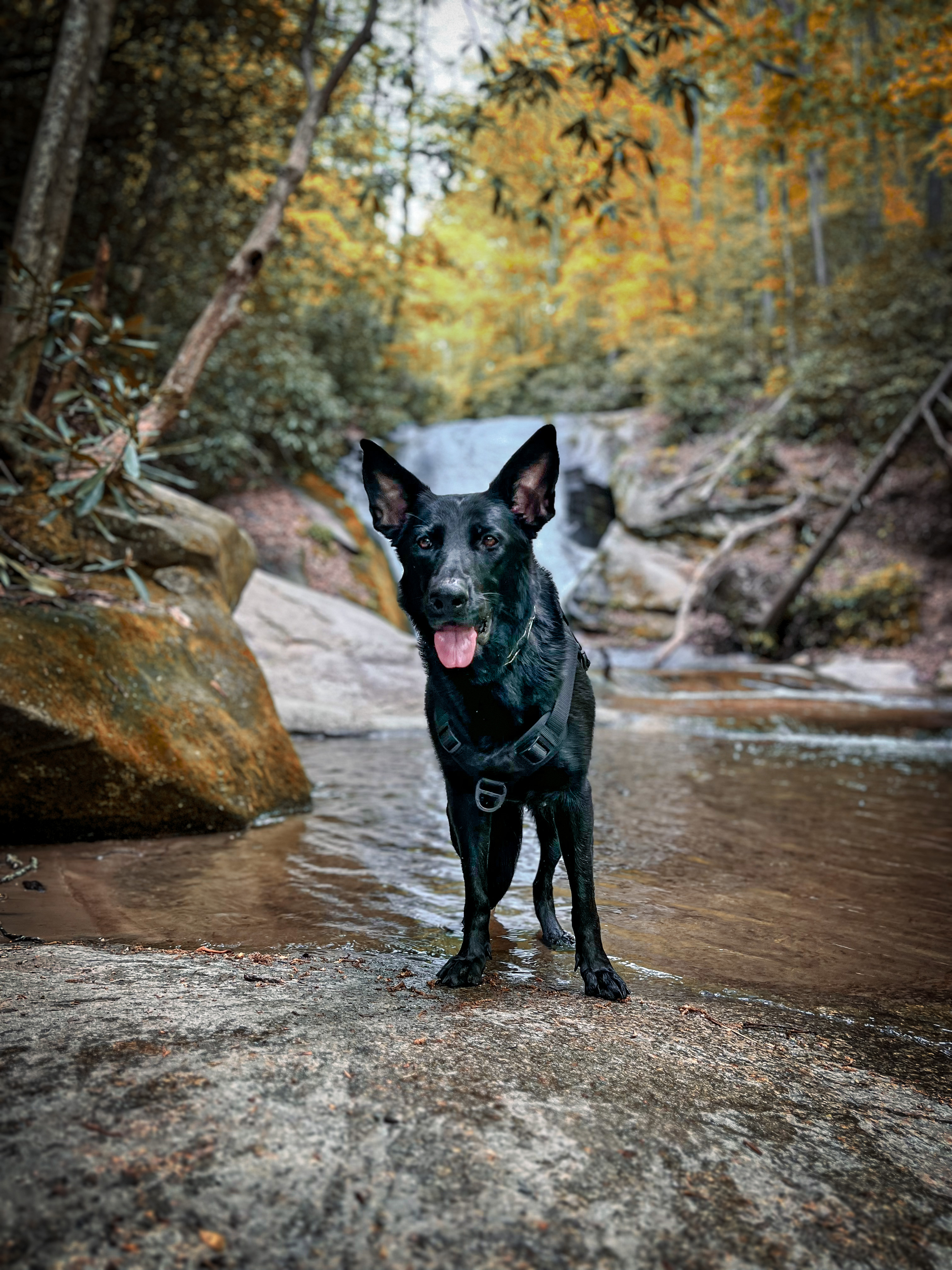 Dixie