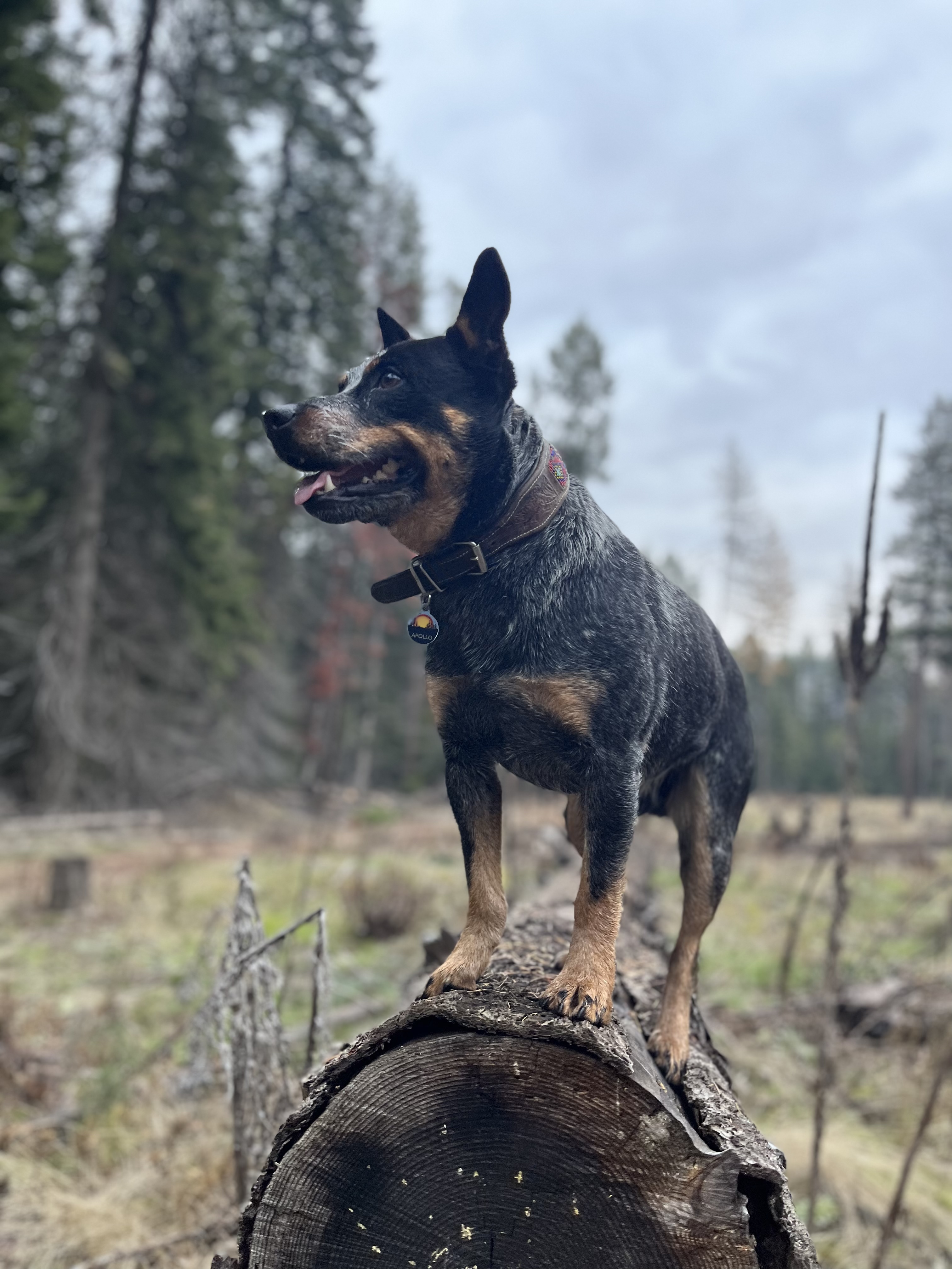 Apollo