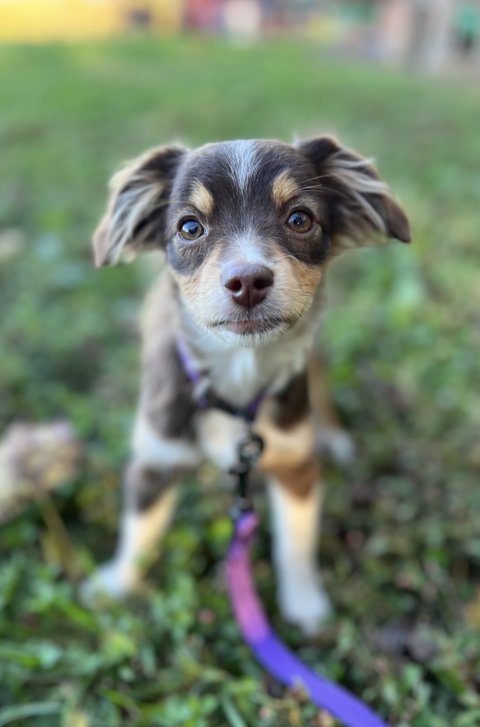 Maisy