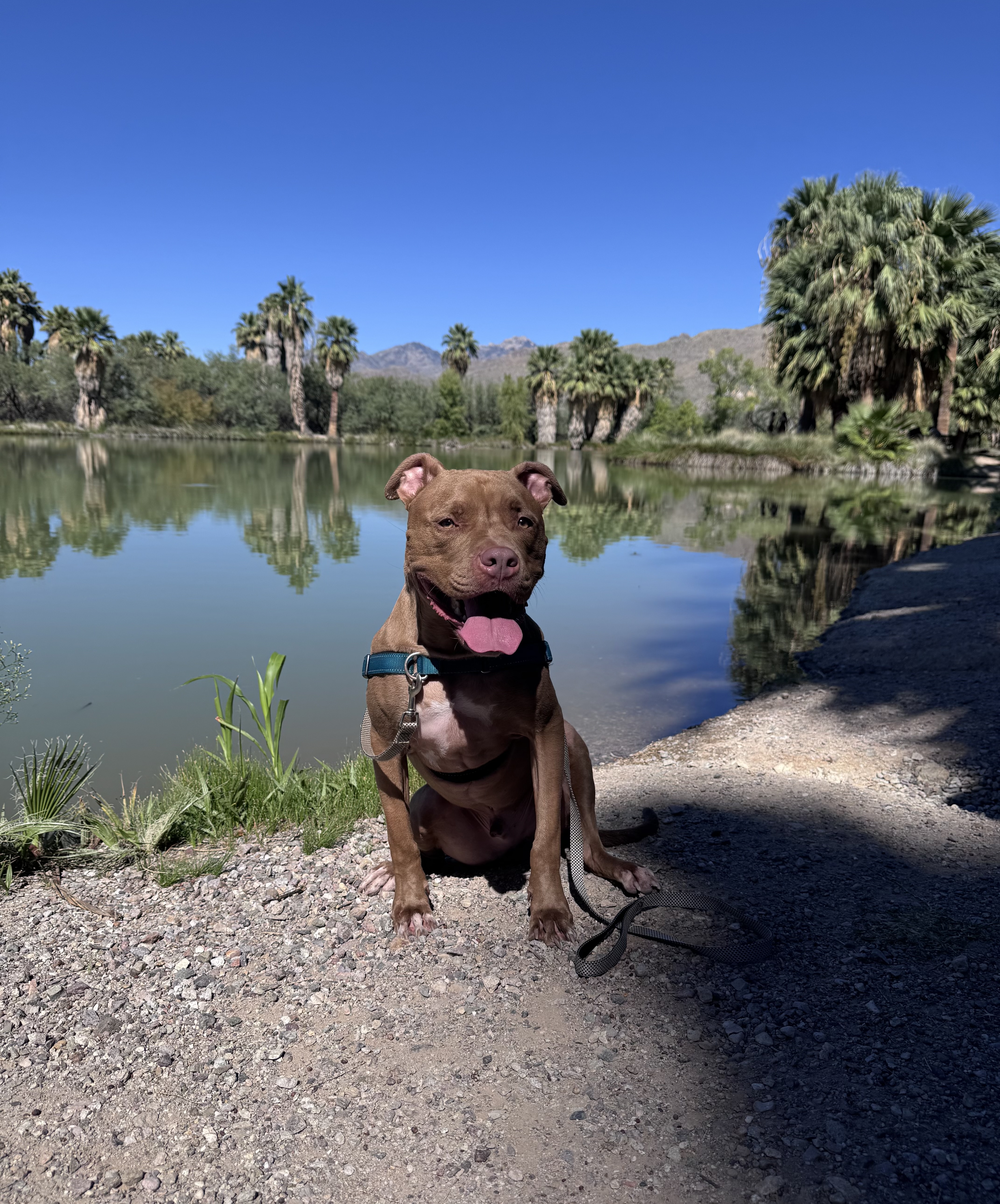 Tonka